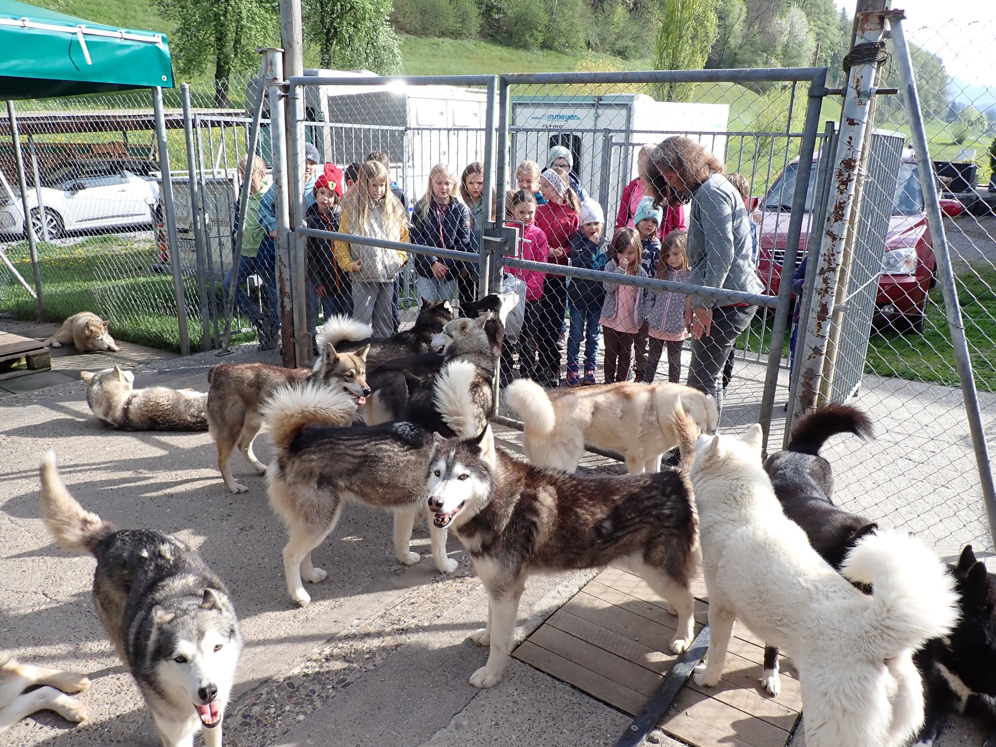 Schlittenhunde 1