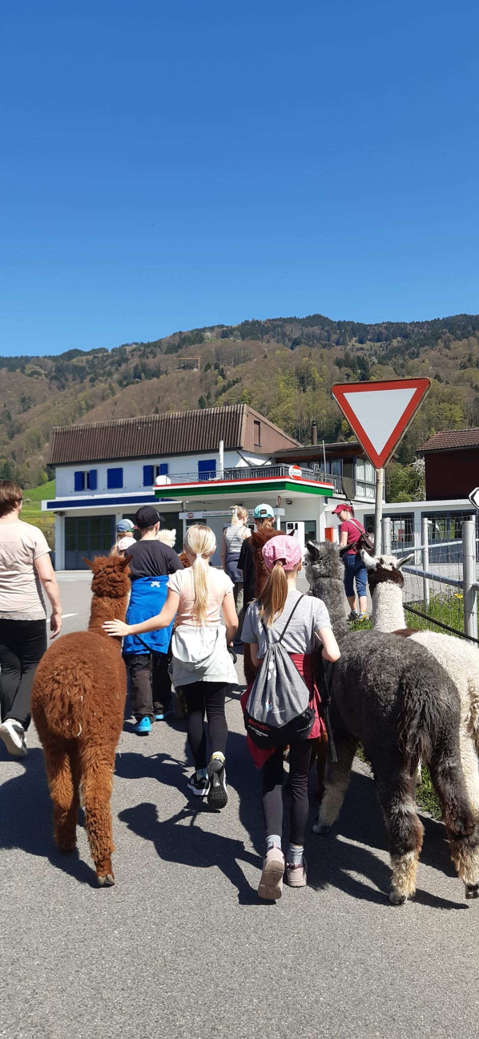 Alpakaspaziergang 2
