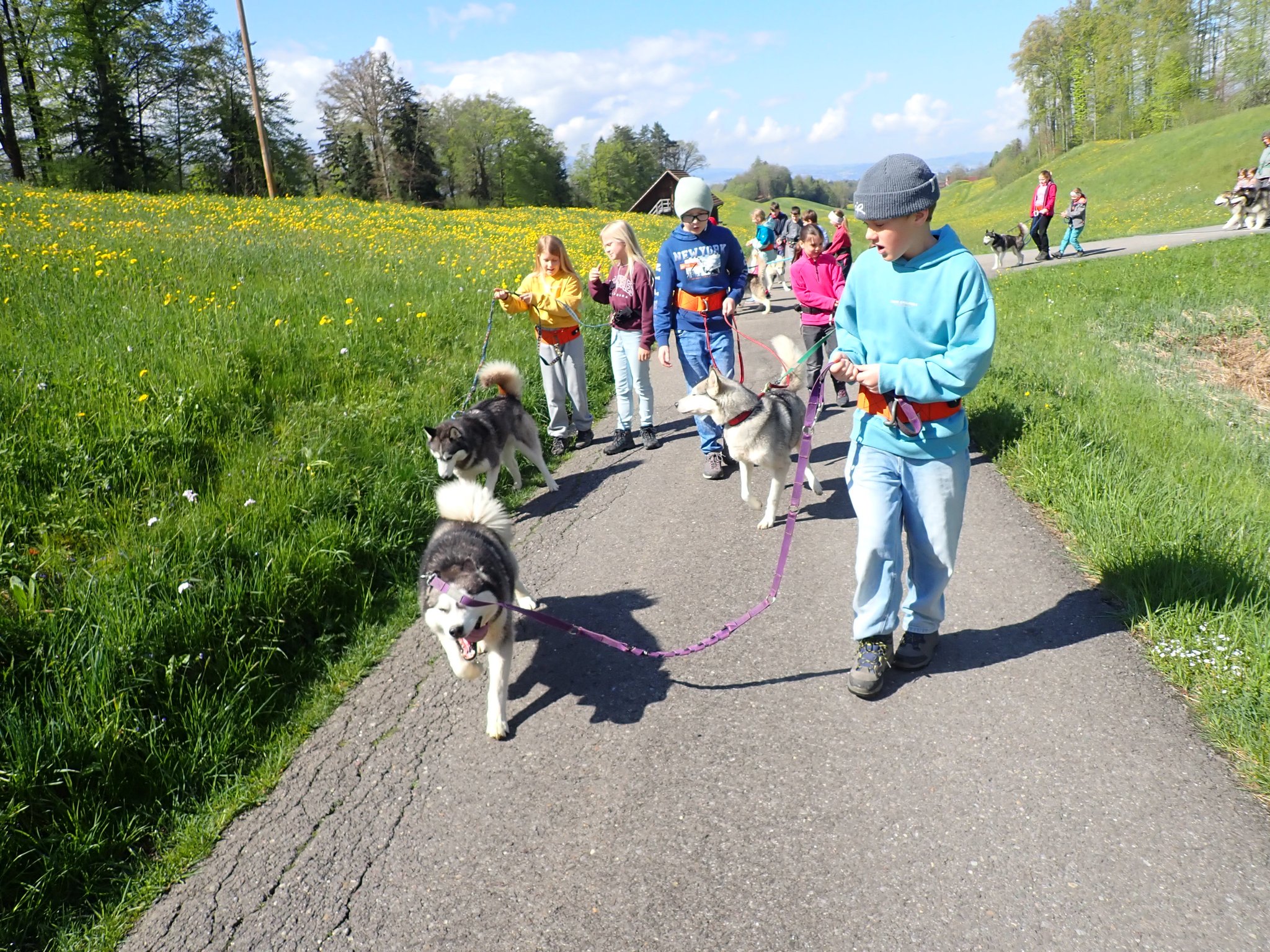 Schlittenhunde 2