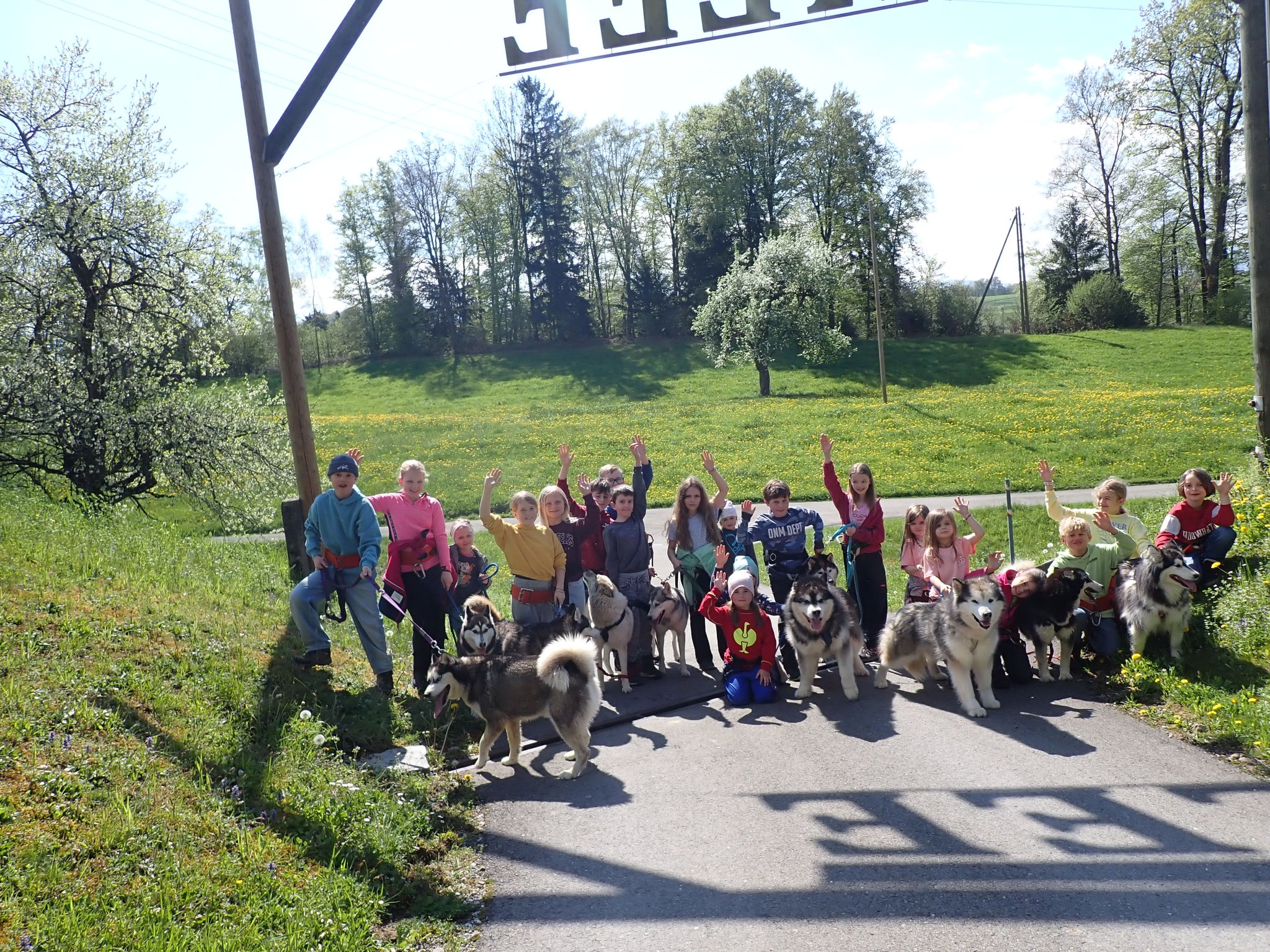 Schlittenhunde 3
